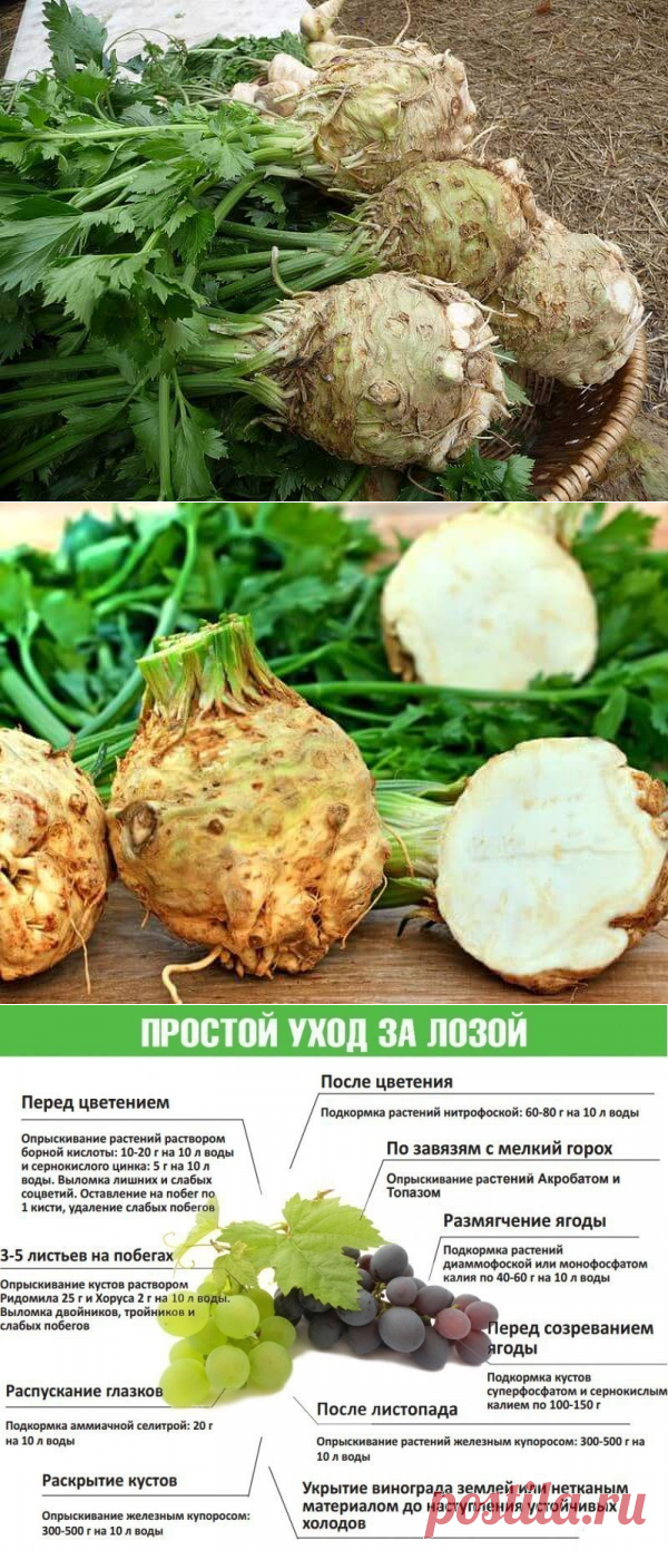 Сельдерей корневой выращивание