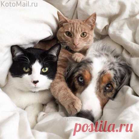 Дружная семейка