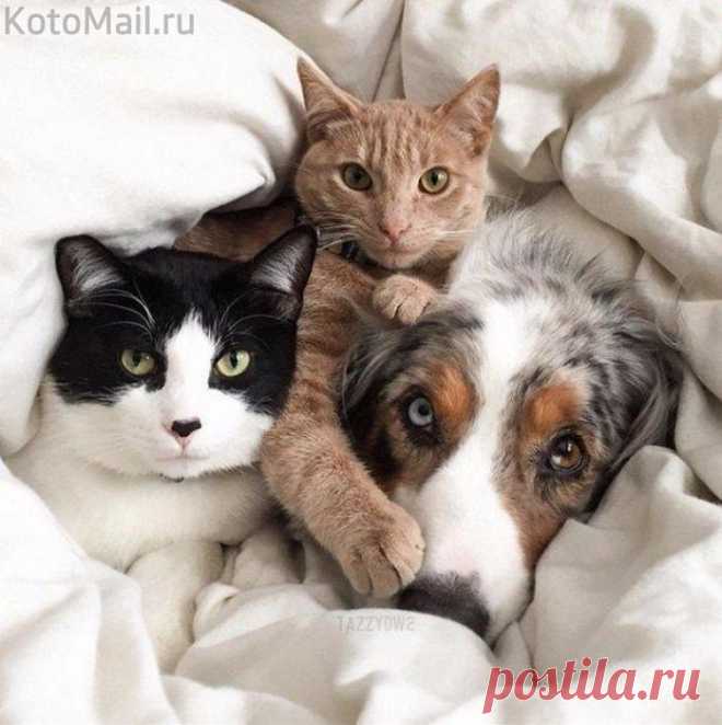 Дружная семейка