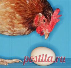 Расклев яиц у кур - куры, яйца, яйценоскость кур, расклев яиц