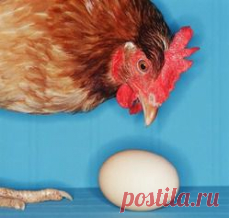 Расклев яиц у кур - куры, яйца, яйценоскость кур, расклев яиц