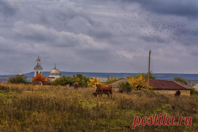 Крымская пастораль.  Владимир Колесников.   
Заметки путешественника по Крыму. В окрестностях Коктебеля. 
Метки: крым, осень, октябрь 2015. 
|  Крымская пастораль — National Geographic Россия