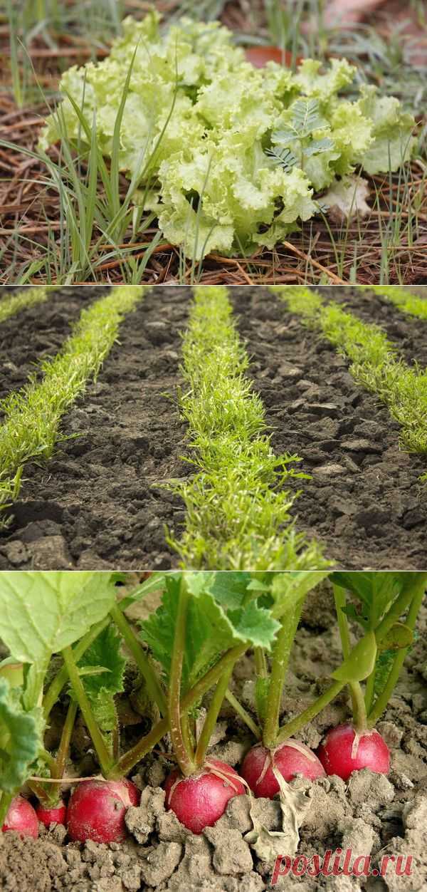 Зелень, которую можно посадить в сентябре