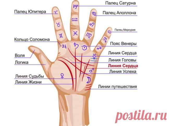 Линия жизни раздваивается на две ветви — что это обозначает