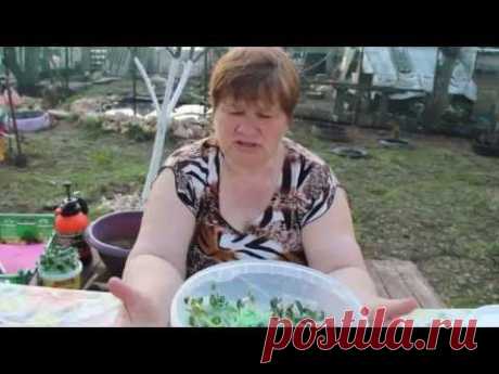 Сажаем кабачки по-новому... в &quot;улитку&quot;.