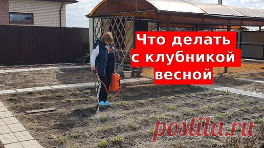 Что делать с клубникой весной: Первая и очень важная подкормка клубники весной! | Вдали от города (огород + подсобное хозяйство) | Дзен