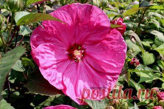 СЕМЕНА ТРАВЯНИСТЫХ ГИБИСКУСОВ - №99 - 7 шт