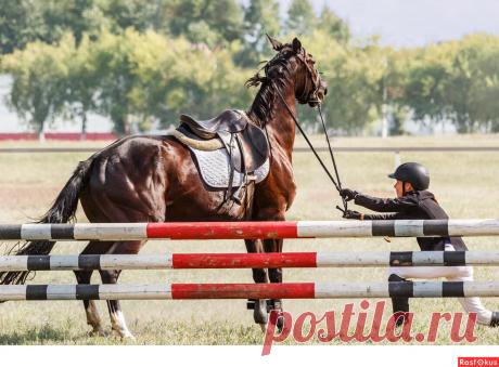 Фото: Конкур. Фотограф Сан Саныч. Спорт - Фотосайт Расфокус.ру