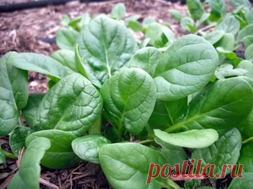 Шпинат как повторная культура.

Шпинат — скороспелое, холодоустойчивое и высокоурожайное растение. Может выдерживать частичное затенение. Ценен тем, что в силу своей скороспелости позволяет сэкономить место на участке, ведь техническая зрелость наступает через 2 месяца после высевания семян. Затем на его месте можно высадить помидоры, огурцы и другие культуры. Или же, наоборот, посеять шпинат после сбора первого урожая зеленых культур.
