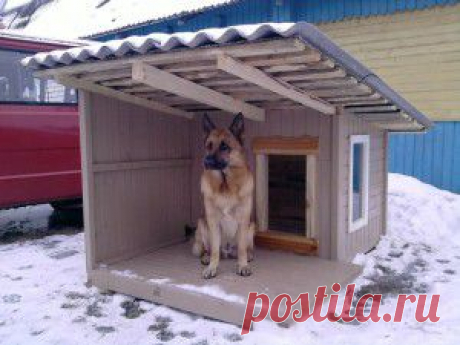 Комнатные растения для северного окна | Самоцветик