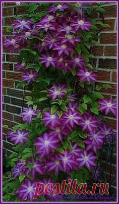 КАК ПОДОБРАТЬ «КЛЮЧИ» К КЛЕМАТИСУ