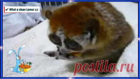 ✔ What a clean Lemur 👀