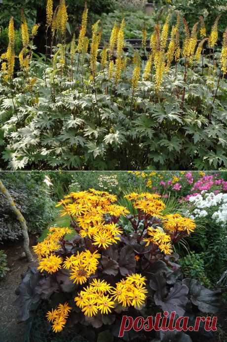 Бузульник Пржевальского | КеДР | Яндекс Дзен