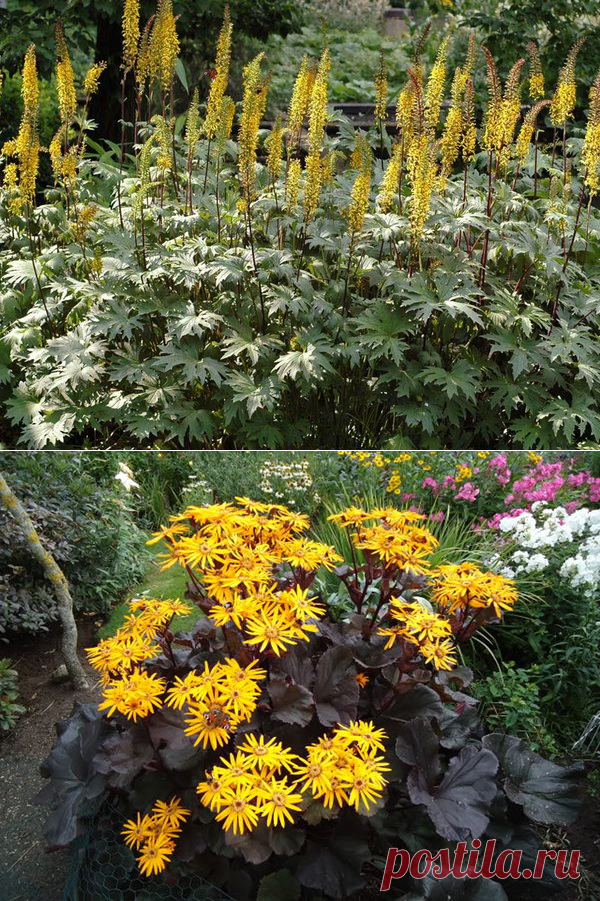 Бузульник Пржевальского | КеДР | Яндекс Дзен