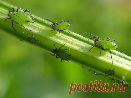 1.  НАШАТЫРНЫЙ СПИРТ - ЗАЩИТНИК РАСТЕНИЙ!
2.  КАПЛЯ ЙОДА -  И ВЫ НЕ УЗНАЕТЕ СВОЮ ГЕРАНЬ! 
3.  ОСОБЕННОСТИ УХОДА ЗА РОЗАМИ.
4.  КАК ОМОЛОДИТЬ КУСТ ЧЕРНОЙ СМОРОДИНЫ И УЛУЧШИТЬ УРОЖАЙ
5.  7 правил большого урожая помидоров
6.  КАРТОФЕЛЬ ПОД СОЛОМОЙ и надо ли у картофеля цветы  срывать?
7.  КАК ВЫРАСТИТЬ "БЫЧЬЕ СЕРДЦЕ".
8.  ДЕДОВСКИЙ РЕЦЕПТ ДЛЯ ТОМАТОВ.
9.  КАК ОБНОВИТЬ СОРТ КАРТОФЕЛЯ: 5 СПОСОБОВ.
10.  СПОСОБЫ ПРИВИВКИ ПЛОДОВЫХ ДЕРЕВЬЕВ

=======================================...