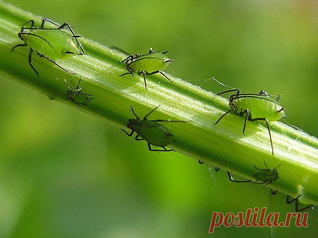 1.  НАШАТЫРНЫЙ СПИРТ - ЗАЩИТНИК РАСТЕНИЙ!
2.  КАПЛЯ ЙОДА -  И ВЫ НЕ УЗНАЕТЕ СВОЮ ГЕРАНЬ! 
3.  ОСОБЕННОСТИ УХОДА ЗА РОЗАМИ.
4.  КАК ОМОЛОДИТЬ КУСТ ЧЕРНОЙ СМОРОДИНЫ И УЛУЧШИТЬ УРОЖАЙ
5.  7 правил большого урожая помидоров
6.  КАРТОФЕЛЬ ПОД СОЛОМОЙ и надо ли у картофеля цветы  срывать?
7.  КАК ВЫРАСТИТЬ 