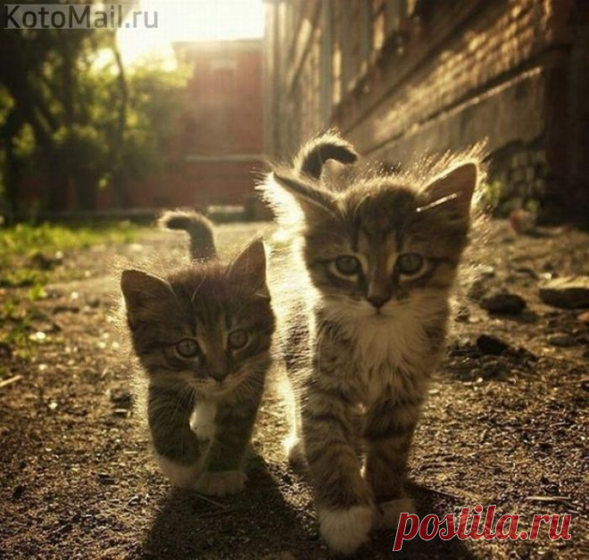 Попутчики