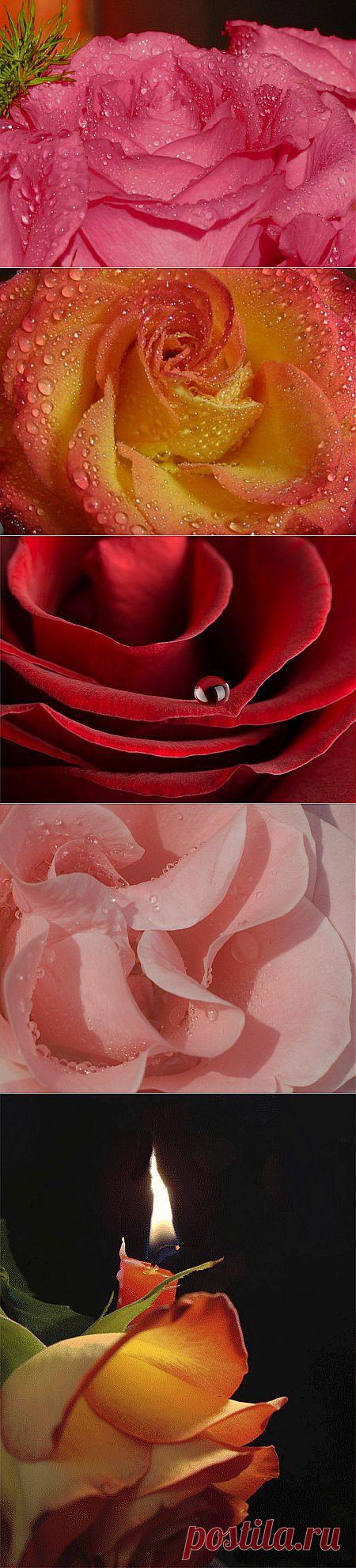 О ней поют поэты всех веков.
Нет в мире ничего нежней и краше,
Чем этот сверток алых лепестков,
Раскрывшийся благоуханной чашей.

Как он прекрасен, холоден и чист, -
Глубокий кубок, полный аромата.
Как дружен с ним простой и скромный лист,
Темно-зеленый, по краям зубчатый.

За лепесток заходит лепесток,
И все они своей пурпурной тканью
Струят неиссякающий поток
Душистого и свежего дыханья.