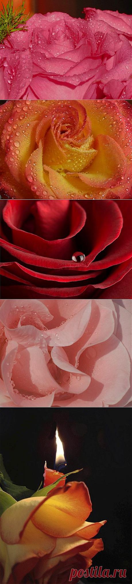 О ней поют поэты всех веков.
Нет в мире ничего нежней и краше,
Чем этот сверток алых лепестков,
Раскрывшийся благоуханной чашей.

Как он прекрасен, холоден и чист, -
Глубокий кубок, полный аромата.
Как дружен с ним простой и скромный лист,
Темно-зеленый, по краям зубчатый.

За лепесток заходит лепесток,
И все они своей пурпурной тканью
Струят неиссякающий поток
Душистого и свежего дыханья.