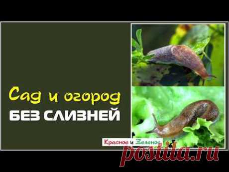 Сад и огород без слизней. Просто, эффективно, экологично. - YouTube