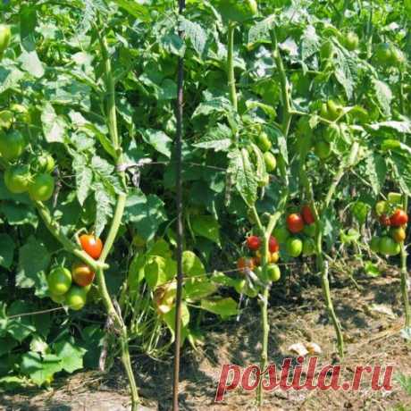 Тебе надо, ты и копай или Сезон великих открытий