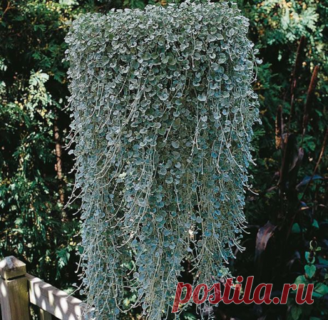 10 лучших ампельных цветов и растений для сада