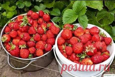 Чтобы клубники было много