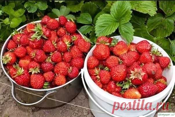 Чтобы клубники было много