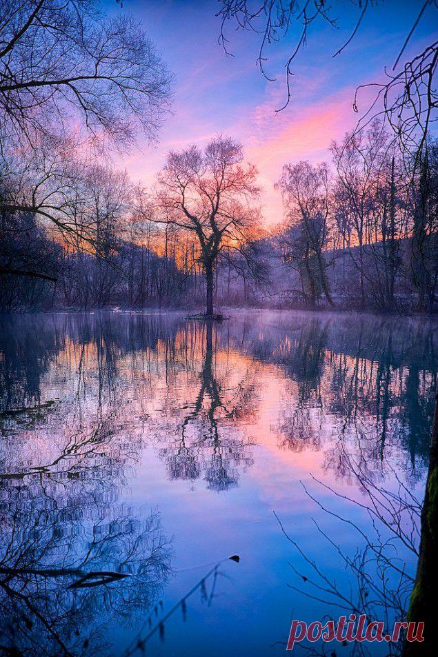 легенда о дереве