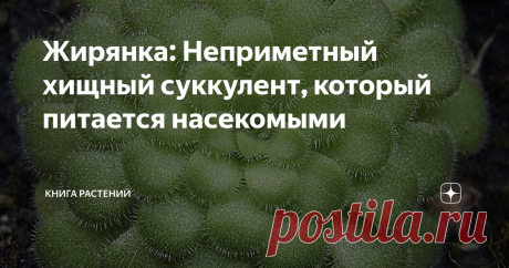 Жирянка: Неприметный хищный суккулент, который питается насекомыми Приветствую вас, дорогие читатели! Каких удивительных вещей только не найдёшь на болоте! Порой пейзажи болот напоминают нечто инопланетное из-за растений, что приспособились к непростой жизни на бесплодной почве. Однако сегодня мы решили остановиться, вдохнуть воздух с запахом мха да сырости и посмотреть под ноги. Там нас ожидает не самый яркий и интересный представитель местной флоры - она не сможет съесть...