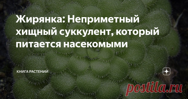 Жирянка: Неприметный хищный суккулент, который питается насекомыми Приветствую вас, дорогие читатели! Каких удивительных вещей только не найдёшь на болоте! Порой пейзажи болот напоминают нечто инопланетное из-за растений, что приспособились к непростой жизни на бесплодной почве. Однако сегодня мы решили остановиться, вдохнуть воздух с запахом мха да сырости и посмотреть под ноги. Там нас ожидает не самый яркий и интересный представитель местной флоры - она не сможет съесть...