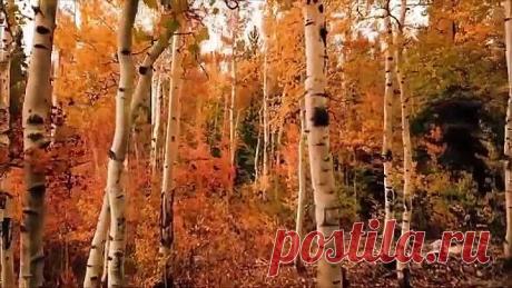 Нет ничего лучше живой природы, тем более с такой музыкой