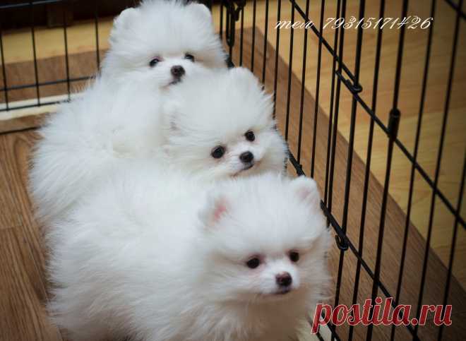 Елена Полярная