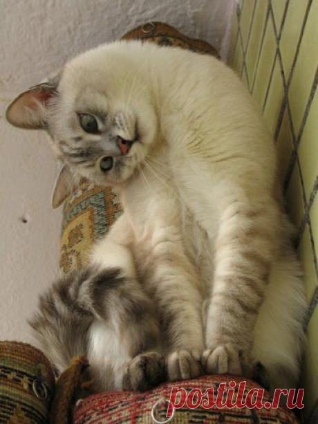 Котопятница (50 фото) » Клопик.КоМ - сайт любителей животных