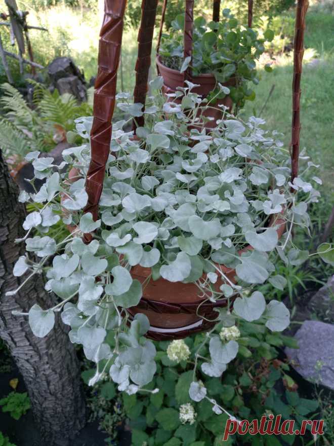 Дихондра ампельная «Серебристый водопад» (Dichondra repens, Dichondra argentea «Silver Falls»)
