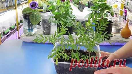 БАРХАТЦЫ - ПРИЩИПКА РАССАДЫ! КАК УВЕЛИЧИТЬ ЦВЕТЕНИЕ !