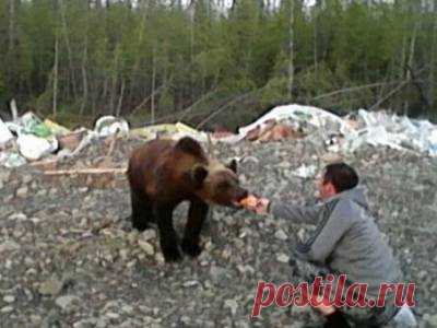 Рядом и вместе с нами. Жители Якутии с рук кормят диких медведей. Не повторять! - 10 Июля 2016 - Russia-Asia-Siberia