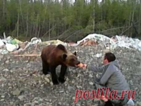Рядом и вместе с нами. Жители Якутии с рук кормят диких медведей. Не повторять! - 10 Июля 2016 - Russia-Asia-Siberia