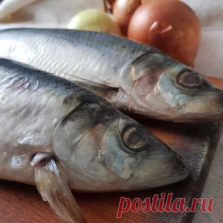 малосольний оселедець