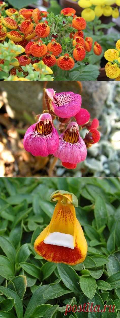 «Волшебные туфельки» кальцеолярии