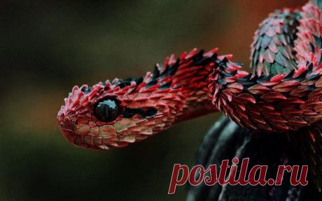 Колючая кустарниковая гадюка, возможно, самая красивая гадюка в мире. За ее острую торчащую чешую ее называют африканским дракончиком.