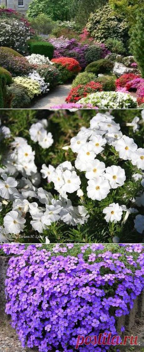 Почвопокровные многолетники: преимущества, разновидности, особенности ухода