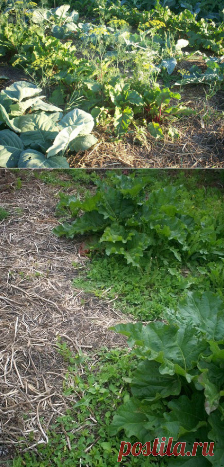 Дорожки вместо компостных куч