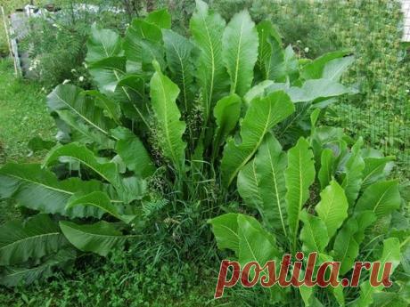 Хрен - мой лучший огородный лекарь от радикулита, болей в суставах, кашля и простуды | садоёж |