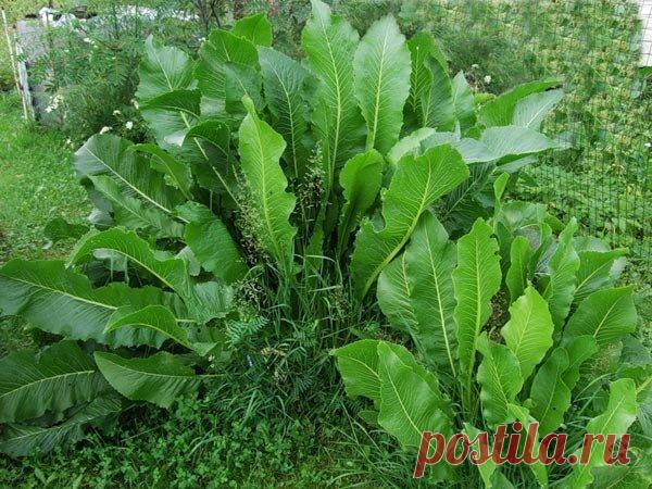 Хрен - мой лучший огородный лекарь от радикулита, болей в суставах, кашля и простуды | садоёж |