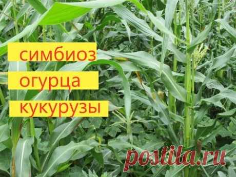 Как выращивать огурец вместе с кукурузой. Метод проверен на опыте. - YouTube