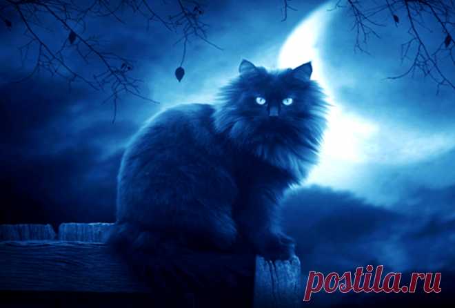 Кошка — одно из самых магических животных на земле. 
 Аура ее настолько велика, что охватывает не только конкретного человека, но и его семью, дом и территорию, которую кошка считает своей.
 





Кошка — одно из самых магических животных на земле. Аур…