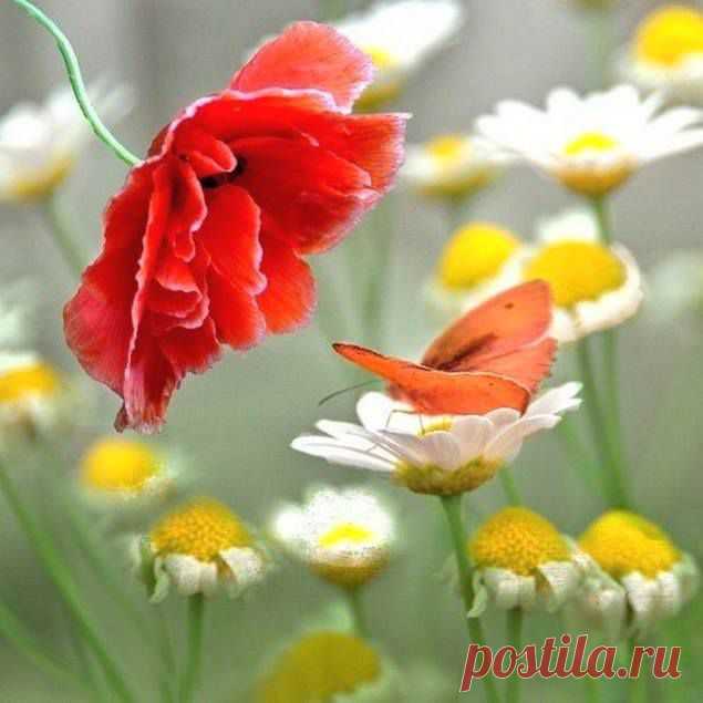 Летнее настроение