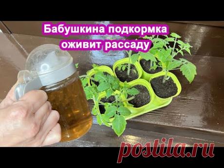 Бабушкин раствор оживит рассаду ВМИГ. Станет крепкой и рослой