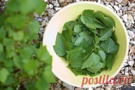 Каждый год заготавливаю смородиновые листья — это отличное лекарство для почек и суставов. Ни ревматизма, ни подагры не будет! 
Большое количество витаминов С, К, Р делают чёрную смородину уникальной для лечения и профилактики атеросклероза, особенно аорты. В этом сухом перечне уникальное свойство чёрной смородины — стимулировать кору надпочечников при нарушении их функции Аддисоновой болезнью, а ведь эти нарушения нелегко наладить даже мощными гормональными средствами. Настой листьев смородины